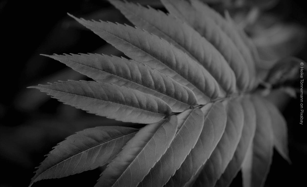 Of roots and crowns: What is dendrophilia?